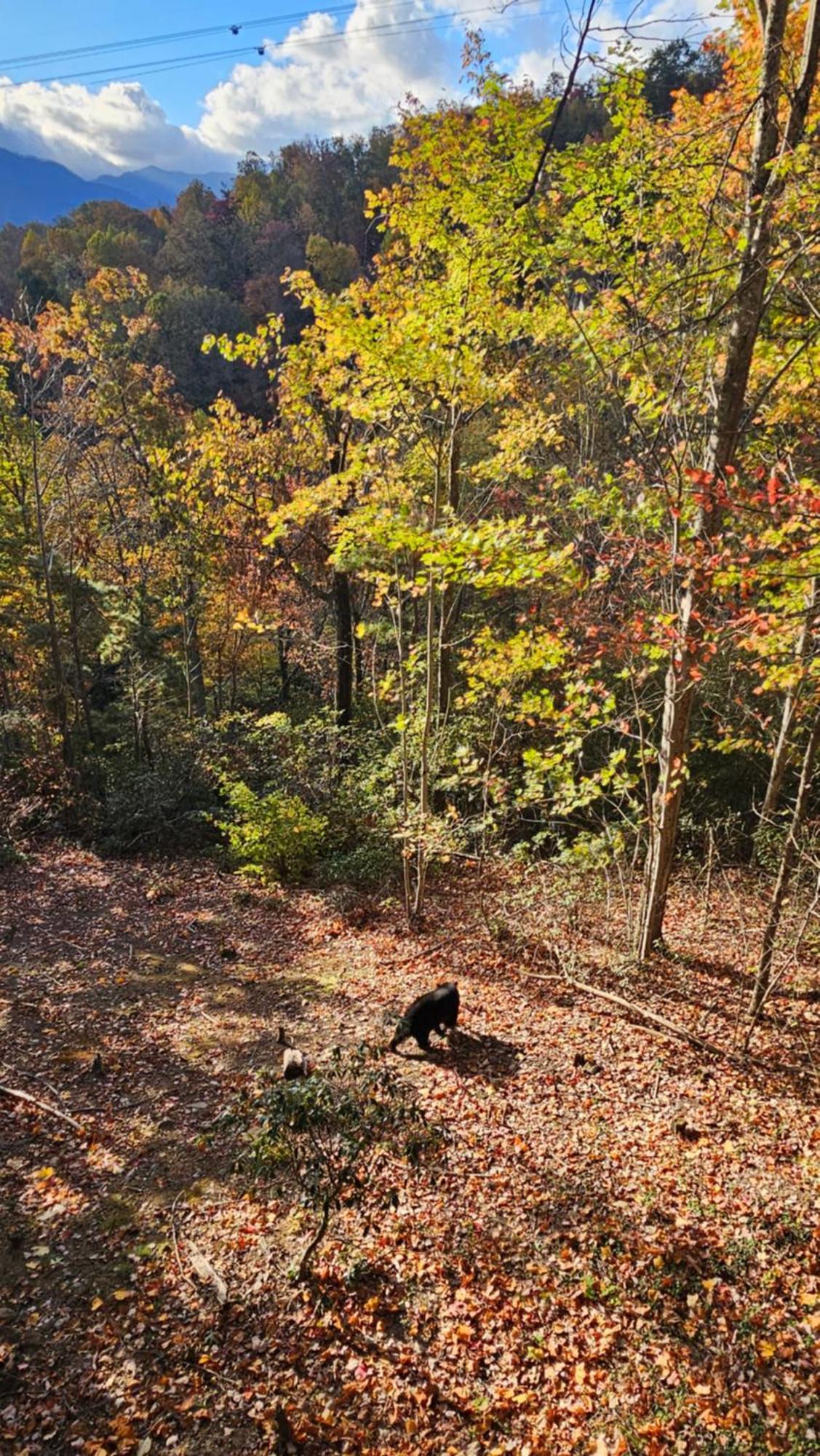 Southern Oak At Chalet Village - 5 Minutes From Gatlinburg And National Park Exterior photo